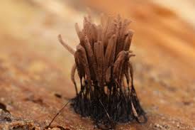 Attēlu rezultāti vaicājumam “Stemonitis fusca stalked”