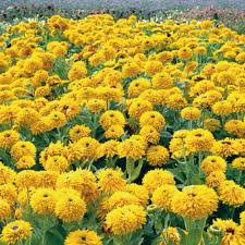Image result for Rudbeckia