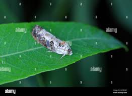 Attēlu rezultāti vaicājumam “Hedya salicella”