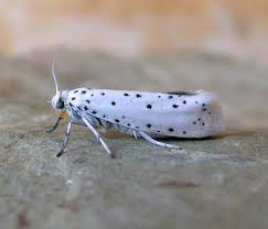 Attēlu rezultāti vaicājumam “Yponomeuta malinellus / cagnagella”