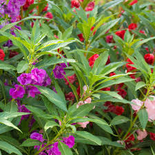 Image result for Impatiens balsamina