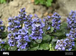 Attēlu rezultāti vaicājumam “Ajuga genevensis leaf”