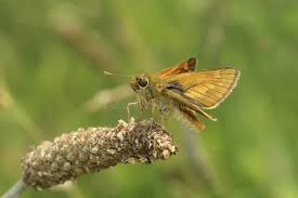 Attēlu rezultāti vaicājumam “Ochlodes sylvanus underside”