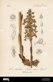 Attēlu rezultāti vaicājumam “Neottia nidus-avis”