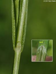 Attēlu rezultāti vaicājumam “Carex loliacea fruit”