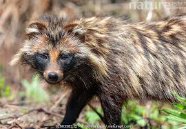 Attēlu rezultāti vaicājumam “Nyctereutes procyonoides”