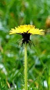 Attēlu rezultāti vaicājumam “Leontodon hispidus leaf”