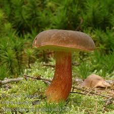 Attēlu rezultāti vaicājumam “Xerocomus pruinatus”