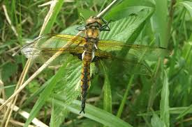 Attēlu rezultāti vaicājumam “Epitheca bimaculata”