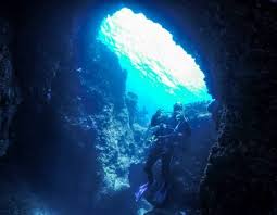 Image result for Canary Divers