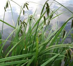 Attēlu rezultāti vaicājumam “Carex pseudocyperus female flower”
