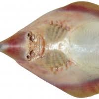 Image result for Acroteriobatus blochii