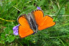 Attēlu rezultāti vaicājumam “Lycaena hippothoe male”