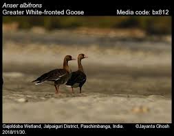 Attēlu rezultāti vaicājumam “Anser albifrons”