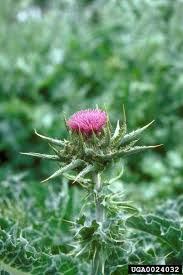 Image result for Silybum marianum