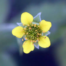 Attēlu rezultāti vaicājumam “Geum urbanum flower”