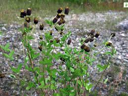 Attēlu rezultāti vaicājumam “Trifolium spadiceum flower”