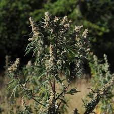 Attēlu rezultāti vaicājumam “Artemisia vulgaris flower”