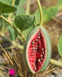 Attēlu rezultāti vaicājumam “Rumex acetosa fruit”
