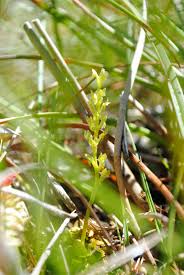 Attēlu rezultāti vaicājumam “Hammarbya paludosa”