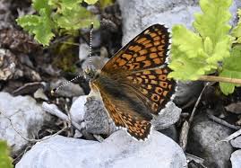 Attēlu rezultāti vaicājumam “Mellicta athalia upperside”