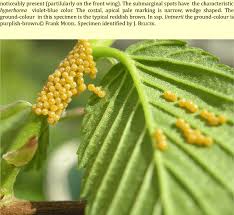 Attēlu rezultāti vaicājumam “Nymphalis antiopa upperside”