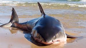 Image result for Chichester Sharks