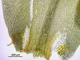 Attēlu rezultāti vaicājumam “Dicranum bonjeanii”