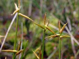 Attēlu rezultāti vaicājumam “Carex pauciflora”