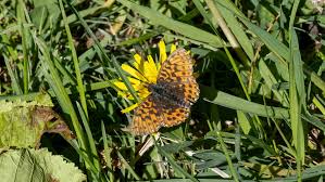 Attēlu rezultāti vaicājumam “Boloria dia upperside”