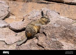 Image result for viscacha