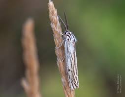 Attēlu rezultāti vaicājumam “Spiris striata”