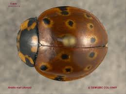 Attēlu rezultāti vaicājumam “Coccinellidae”