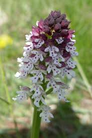Attēlu rezultāti vaicājumam “Orchis ustulata”