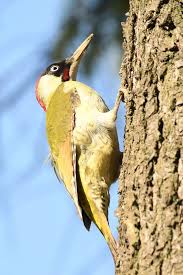 Attēlu rezultāti vaicājumam “Picus viridis”