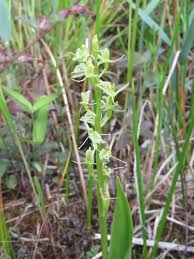 Attēlu rezultāti vaicājumam “Liparis loeselii leaf”
