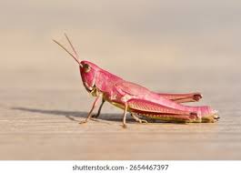 Attēlu rezultāti vaicājumam “Chrysochraon dispar”