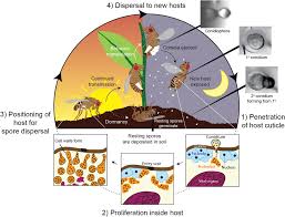 Attēlu rezultāti vaicājumam “Entomophthora”