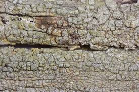 Attēlu rezultāti vaicājumam “Pertusaria pertusa”