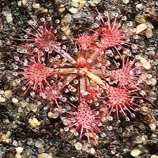Attēlu rezultāti vaicājumam “Drosera x obovata leaf”