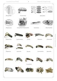 Attēlu rezultāti vaicājumam “Trichoptera”