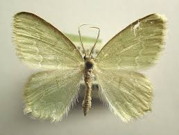 Attēlu rezultāti vaicājumam “Jodis putata”