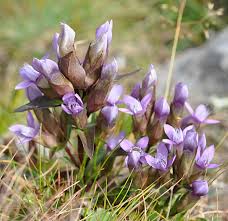 Attēlu rezultāti vaicājumam “Gentianella campestris”
