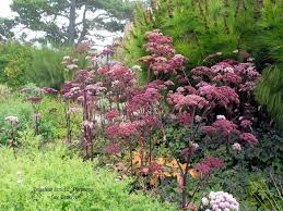 Image result for Angelica silvestris