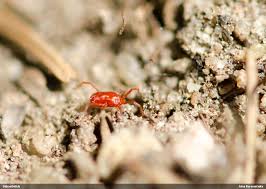Attēlu rezultāti vaicājumam “Pinthaeus sanguinipes imago”