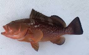 Image result for Epinephelus morio