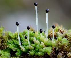 Attēlu rezultāti vaicājumam “Lophozia incisa”