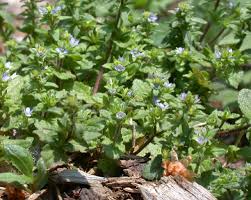 Attēlu rezultāti vaicājumam “Veronica arvensis flower”