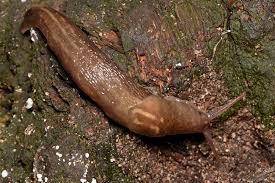 Attēlu rezultāti vaicājumam “Limax maximus”