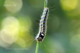Attēlu rezultāti vaicājumam “Euthrix potatoria larva”